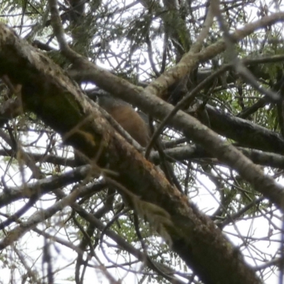 Cacomantis flabelliformis (Fan-tailed Cuckoo) at QPRC LGA - 23 Feb 2022 by Paul4K