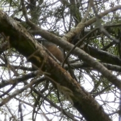 Cacomantis flabelliformis (Fan-tailed Cuckoo) at Boro, NSW - 23 Feb 2022 by Paul4K