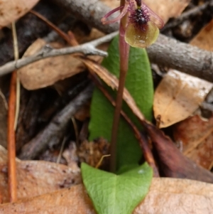 Chiloglottis seminuda at suppressed - suppressed