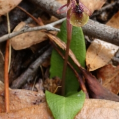 Chiloglottis seminuda (Turtle Orchid) at Boro, NSW - 23 Feb 2022 by Paul4K