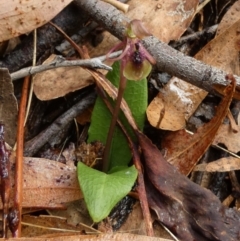 Chiloglottis seminuda at suppressed - suppressed