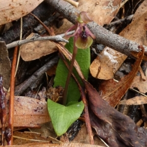 Chiloglottis seminuda at suppressed - 23 Feb 2022