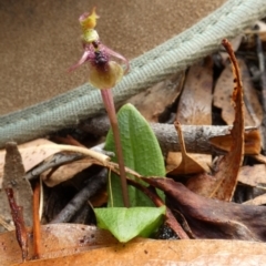 Chiloglottis seminuda at suppressed - suppressed