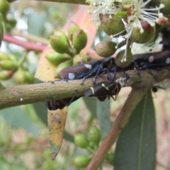 Eurymela distincta (Gumtree leafhopper) at Cook, ACT - 22 Feb 2022 by idlidlidlidl