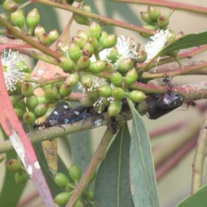 Eurymela distincta at Cook, ACT - 23 Feb 2022