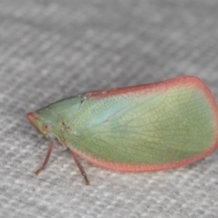 Siphanta sp. (genus) (Green planthopper, Torpedo bug) at Melba, ACT - 30 Dec 2021 by kasiaaus