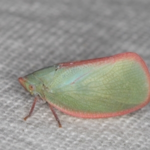 Colgar sp. (genus) at Melba, ACT - 30 Dec 2021 10:59 PM