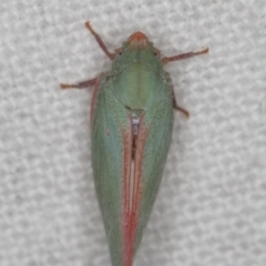 Siphanta sp. (genus) at Melba, ACT - 30 Dec 2021