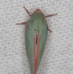 Siphanta sp. (genus) at Melba, ACT - 30 Dec 2021