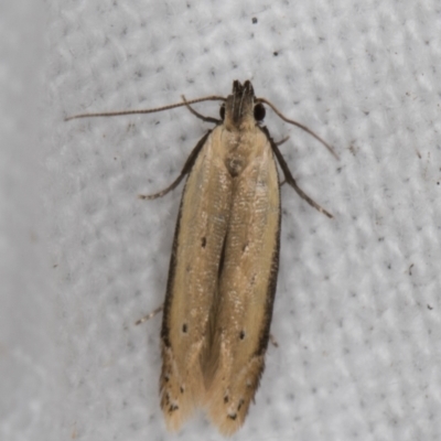 Mesophleps (genus) (A Gelechioid moth) at Melba, ACT - 30 Dec 2021 by kasiaaus
