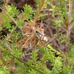 Hyalarcta huebneri (Leafy Case Moth) at Boro, NSW - 23 Feb 2022 by Paul4K