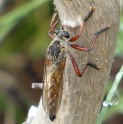 Zosteria sp. (genus) (Common brown robber fly) at QPRC LGA - 23 Feb 2022 by Paul4K