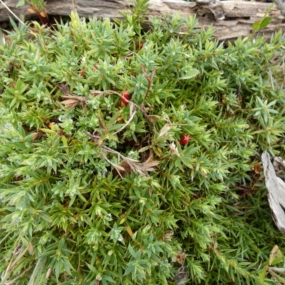 Astroloma humifusum (Cranberry Heath) at Boro, NSW - 23 Feb 2022 by Paul4K