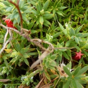 Styphelia humifusum at Boro, NSW - suppressed