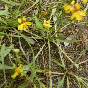 Goodenia paniculata at Boro, NSW - suppressed