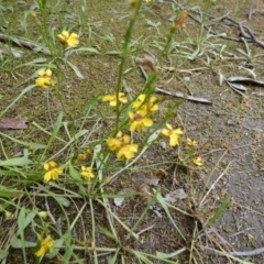 Goodenia paniculata at Boro, NSW - 24 Feb 2022