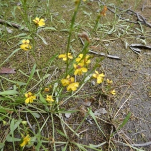 Goodenia paniculata at Boro, NSW - suppressed