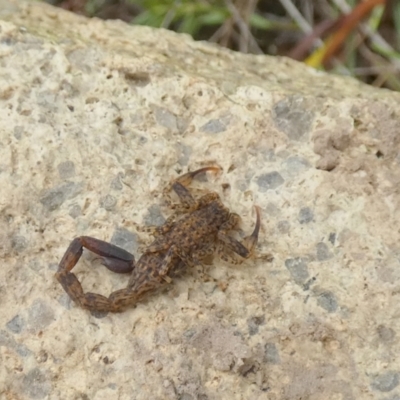 Lychas sp. (genus) (Marbled scorpion) at Boro - 24 Feb 2022 by Paul4K