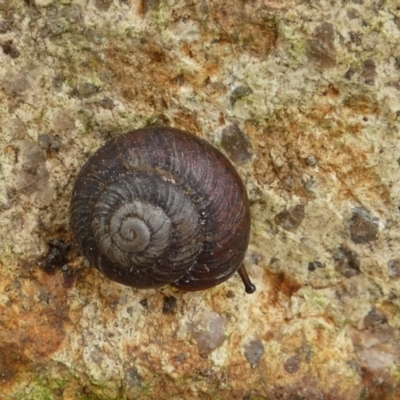 Galadistes molong (Molong Woodland Snail) at Boro - 24 Feb 2022 by Paul4K