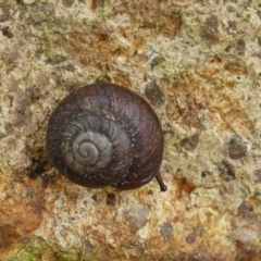 Unidentified Snail or Slug (Gastropoda) (TBC) at Boro, NSW - 24 Feb 2022 by Paul4K