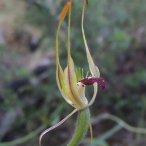 Caladenia parva at Tennent, ACT - suppressed