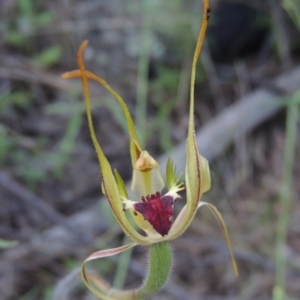 Caladenia parva at Tennent, ACT - suppressed