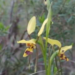 Diuris sulphurea (Tiger Orchid) at Tennent, ACT - 9 Nov 2021 by MichaelBedingfield