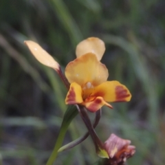 Diuris sp. (hybrid) (Hybrid Donkey Orchid) at Tennent, ACT - 9 Nov 2021 by michaelb