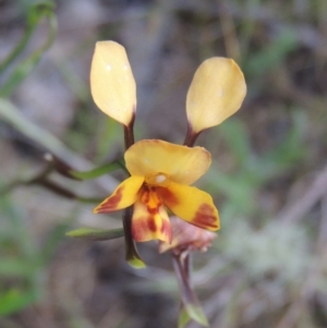 Diuris sp. (hybrid) at Tennent, ACT - 9 Nov 2021