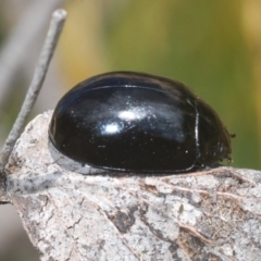 Paropsisterna angustipes (A leaf beetle) at Kosciuszko National Park - 20 Feb 2022 by Harrisi