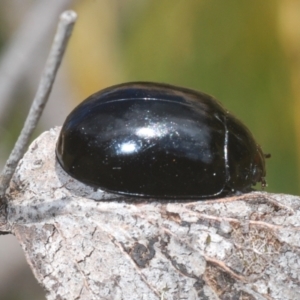 Paropsisterna angustipes at Jindabyne, NSW - 20 Feb 2022