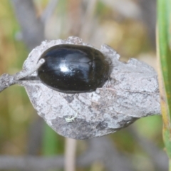 Paropsisterna angustipes at Jindabyne, NSW - 20 Feb 2022