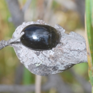 Paropsisterna angustipes at Jindabyne, NSW - 20 Feb 2022