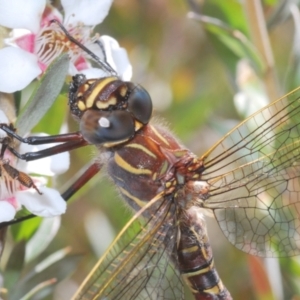 Austroaeschna inermis at Crackenback, NSW - 20 Feb 2022 11:42 AM