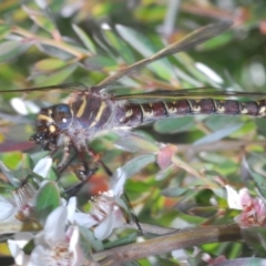 Austroaeschna inermis at Crackenback, NSW - 20 Feb 2022 11:42 AM