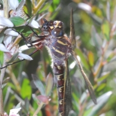 Austroaeschna inermis at Crackenback, NSW - 20 Feb 2022 11:42 AM