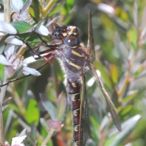 Austroaeschna inermis at Crackenback, NSW - 20 Feb 2022 11:42 AM