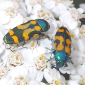 Castiarina flavopicta at Perisher Valley, NSW - 20 Feb 2022