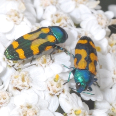 Castiarina flavopicta (Flavopicta jewel beetle) at Perisher Valley, NSW - 20 Feb 2022 by Harrisi