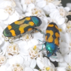 Castiarina flavopicta (Flavopicta jewel beetle) at Perisher Valley, NSW - 19 Feb 2022 by Harrisi