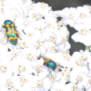 Castiarina flavopicta at Perisher Valley, NSW - 20 Feb 2022