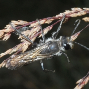 Sphecidae or Crabronidae (families) at Kosciuszko National Park - 19 Feb 2022