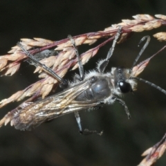 Unidentified Wasp (Hymenoptera, Apocrita) (TBC) at Jindabyne, NSW - 19 Feb 2022 by Harrisi
