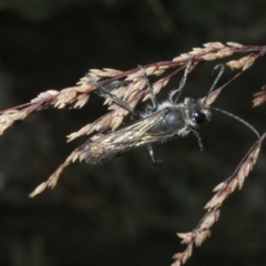 Sphecidae or Crabronidae (families) at Kosciuszko National Park - 19 Feb 2022