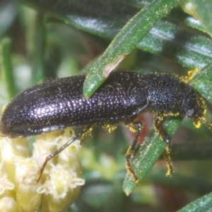 Titaena sp. (genus) at Crackenback, NSW - 19 Feb 2022