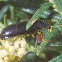 Titaena sp. (genus) at Crackenback, NSW - 19 Feb 2022