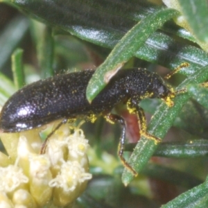 Titaena sp. (genus) at Crackenback, NSW - 19 Feb 2022
