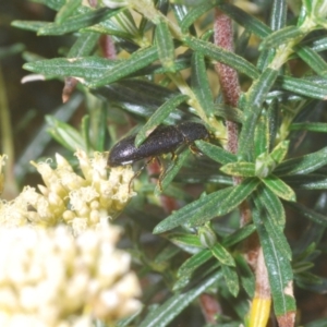 Titaena sp. (genus) at Crackenback, NSW - 19 Feb 2022