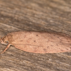 Garrha carnea at Melba, ACT - 30 Dec 2021 11:05 PM