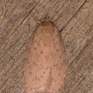 Garrha carnea at Melba, ACT - 30 Dec 2021 11:05 PM